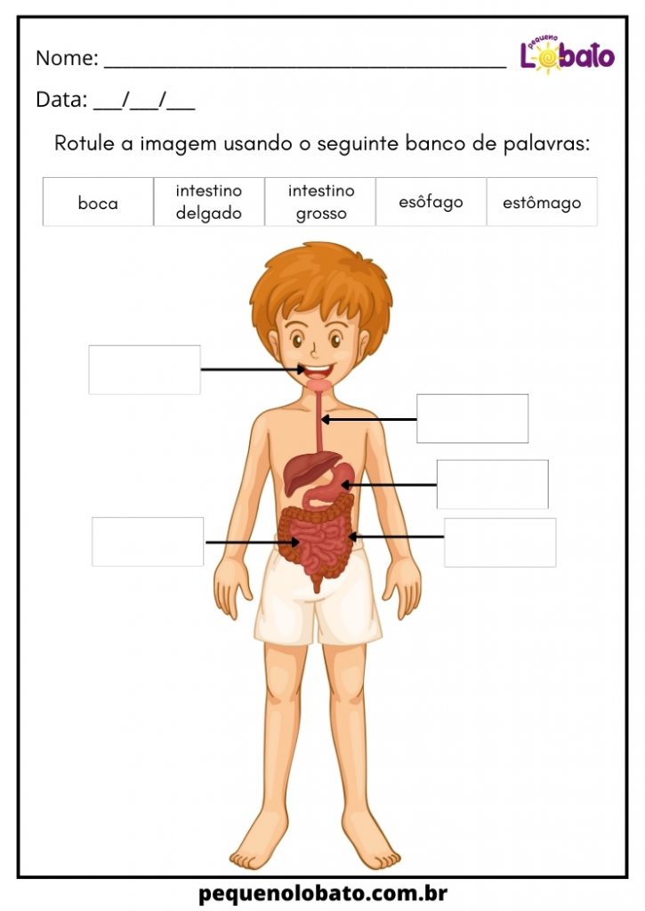 Atividades Sobre O Corpo Humano Para Imprimir