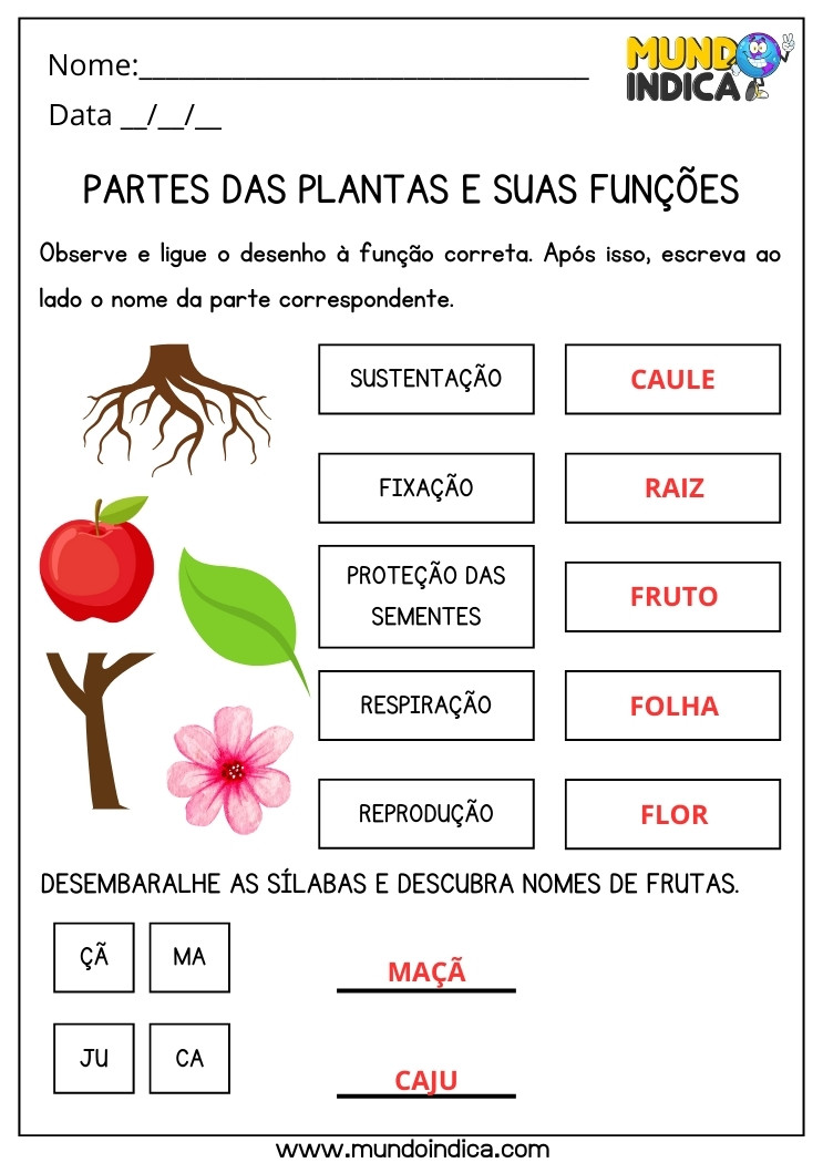 Atividade de Ciências Ligue o Desenho da Parte da Planta a sua Função Correta para 3 ano Ensino Fundamental com Respostas para Imprimir