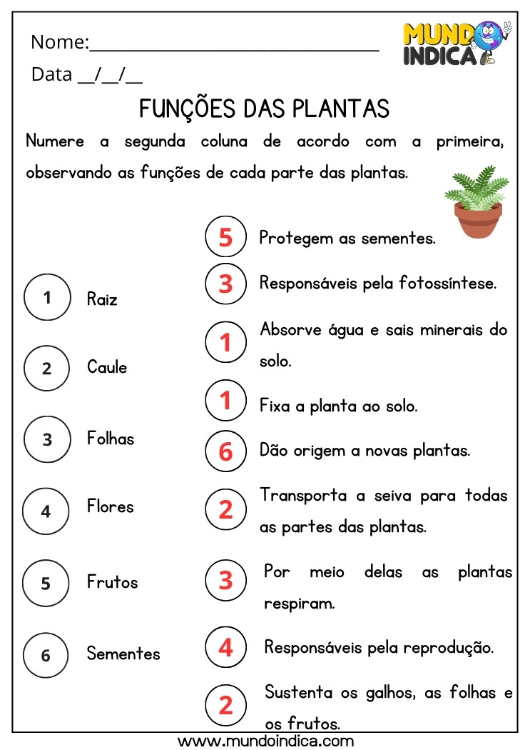 Atividade de Ciências Numere a Coluna de Acordo com as Funções de Cada Parte das Plantas com Respostas para Imprimir