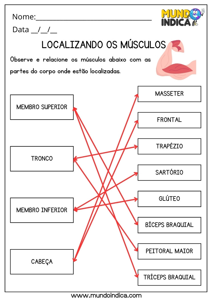 Atividade de Ciências Relacione os Músculos com as Partes do Corpo Onde Estão Localizadas para 3 ano Ensino Fundamental com Respostas para Imprimir
