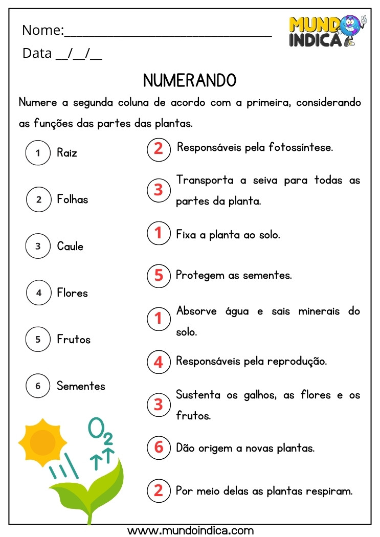 Atividade de Ciências sobre Raiz, Folhas, Caule, Flores, Frutos e Sementes para 4 ano Ensino Fundamental com Respostas para Imprimir