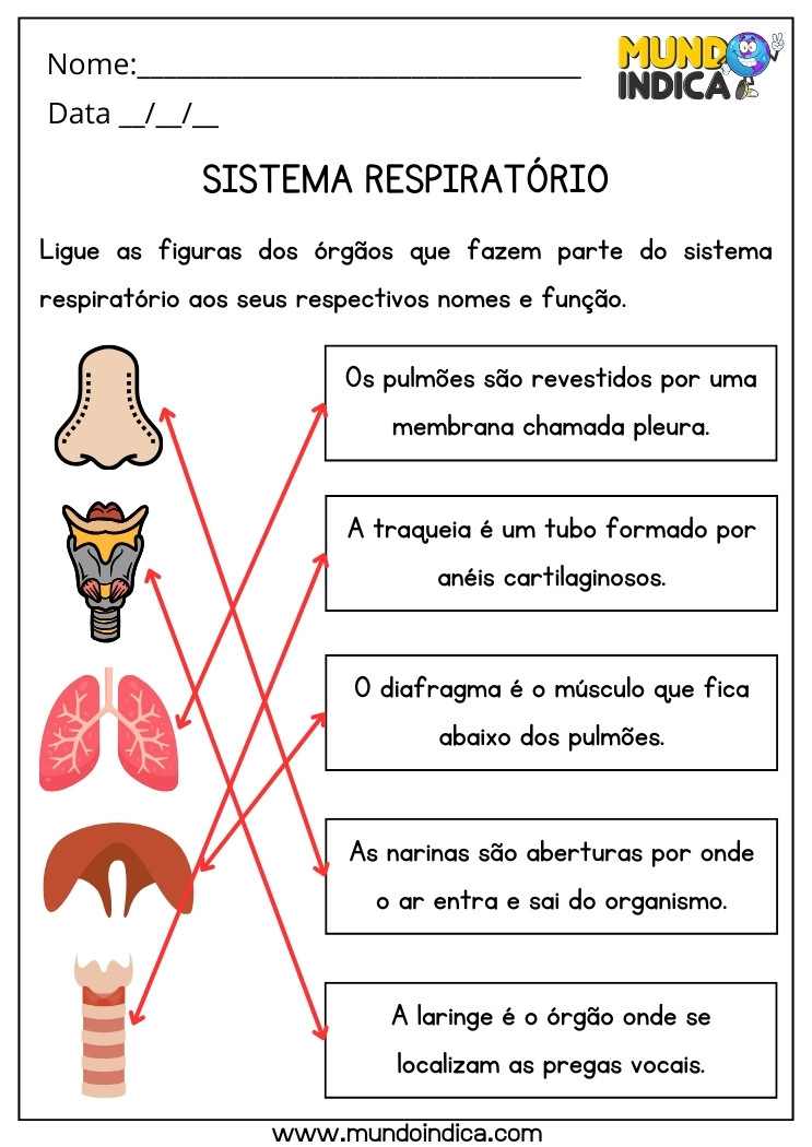 Atividade de Ciências sobre Sistema Respiratório com Respostas para Ligar as Figuras aos Nomes e Funções para Imprimir