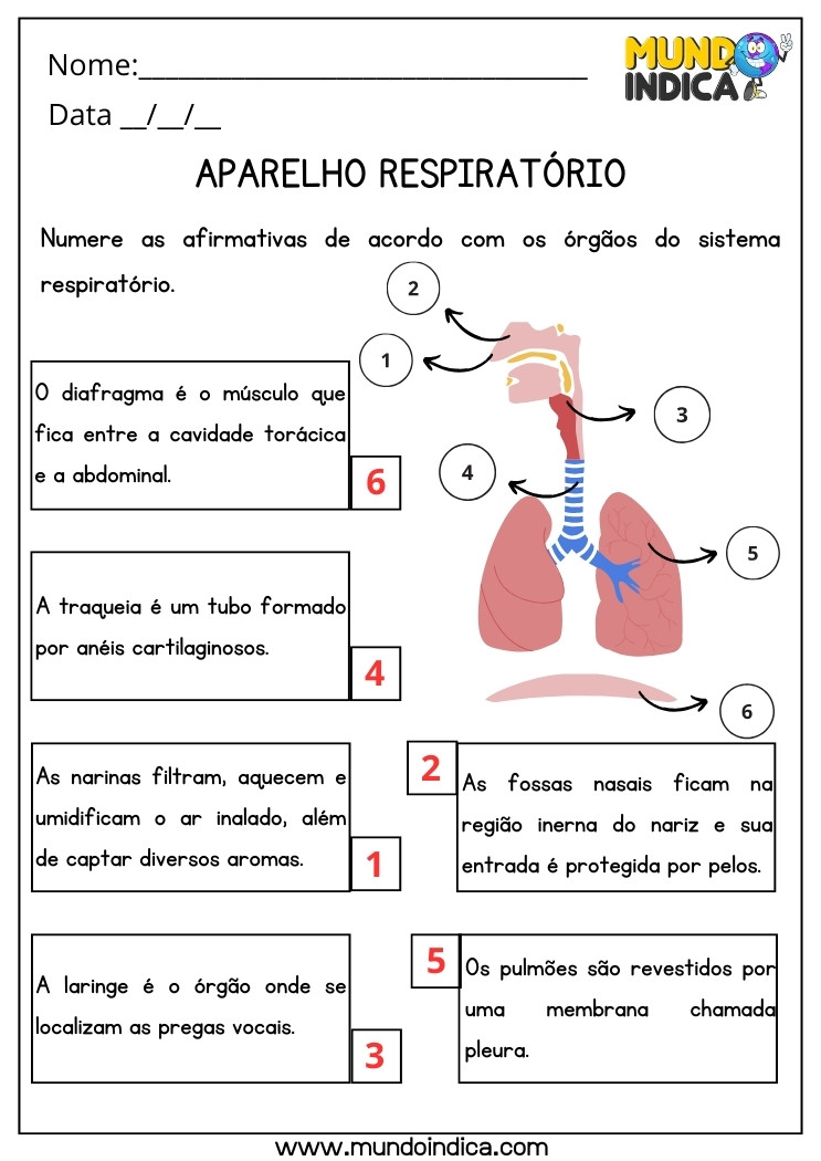 Atividade de Ciências sobre o Aparelho Respiratório para Numerar as Afirmativas de Acordo com os Órgãos do Sistema Respiratório para 5 ano com Respostas