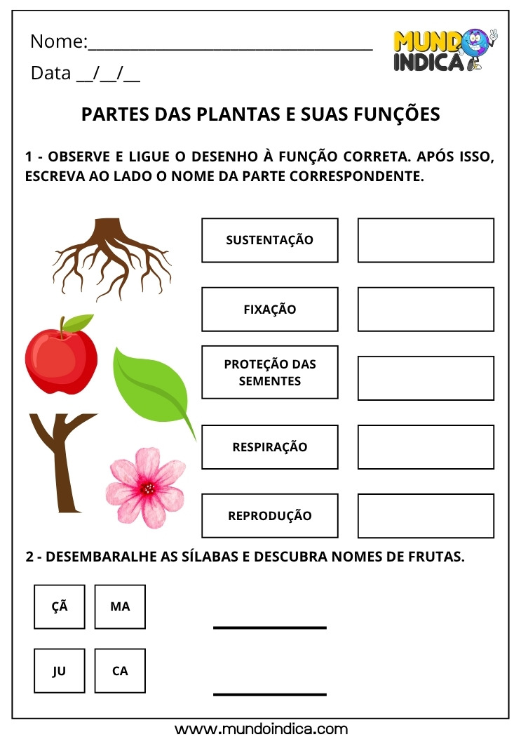 Atividade de Ciências para os Anos Iniciais do Ensino Fundamental sobre Partes das Plantas e suas Funções