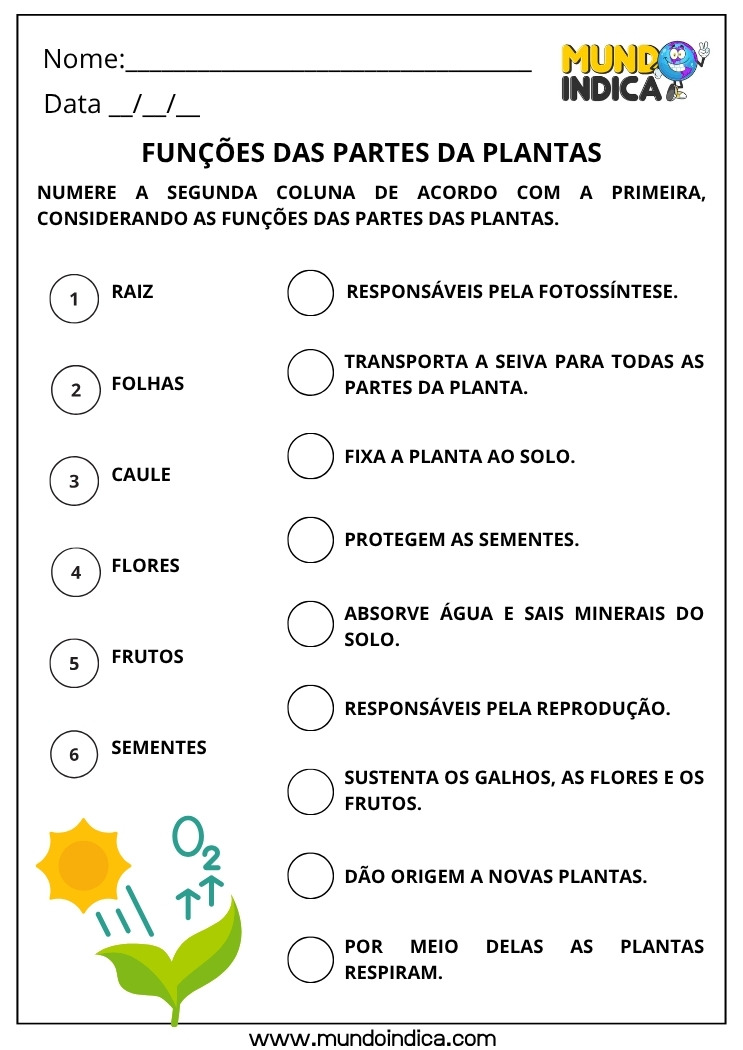 Atividade de Ciências para os Anos Iniciais sobre Funções das Partes das Plantas