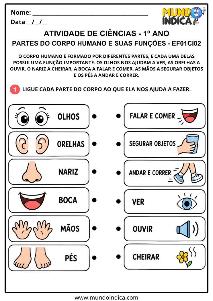 Atividade Adaptada de Ciências 1º ano sobre as Partes do Corpo Humano e suas Funções - EF01CI02
